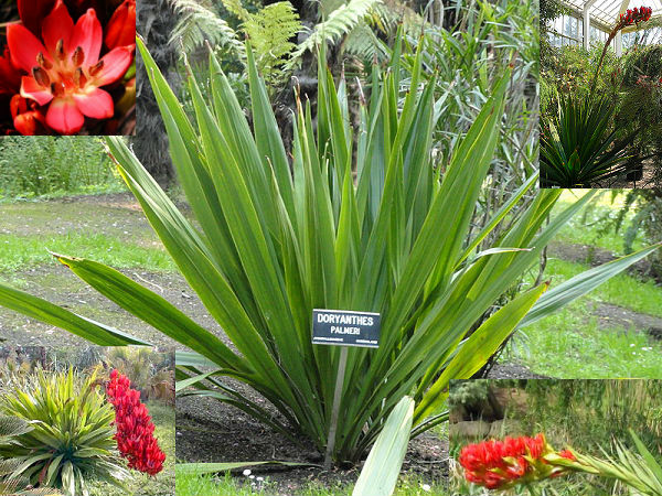 (image for) Giant Spear Lily & Gymea Plant Seed Germination & Growing Guide - Click Image to Close